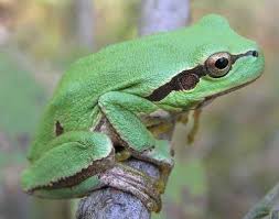 Attēlu rezultāti vaicājumam “Hyla arborea”