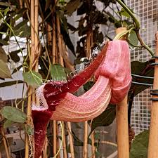 Attēlu rezultāti vaicājumam “Aristolochiaceae”