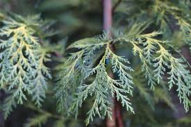 Attēlu rezultāti vaicājumam “Chamaecyparis lawsoniana”