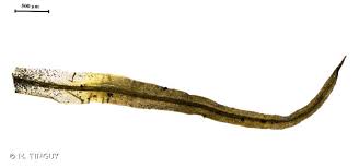 Attēlu rezultāti vaicājumam “Tortella tortuosa”