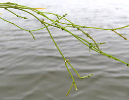 Attēlu rezultāti vaicājumam “Chara filiformis”