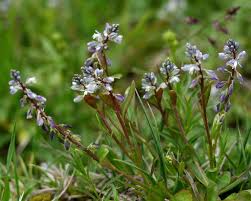 Attēlu rezultāti vaicājumam “Polygala amarella”