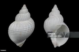 Image result for Buccinum undatum