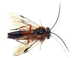 Attēlu rezultāti vaicājumam “Nematus salicis”