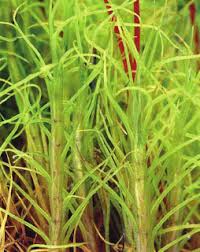 Attēlu rezultāti vaicājumam “Distichium capillaceum”