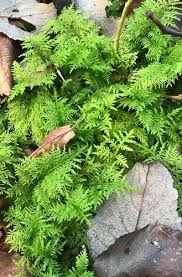 Attēlu rezultāti vaicājumam “Thuidium tamariscinum”