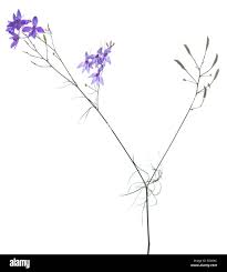 Attēlu rezultāti vaicājumam “Consolida regalis fruit”