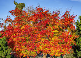 Attēlu rezultāti vaicājumam “Acer pseudosieboldianum”
