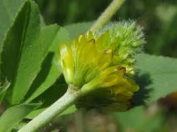 Attēlu rezultāti vaicājumam “Trifolium spadiceum”