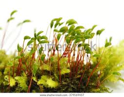 Attēlu rezultāti vaicājumam “Ceratodon purpureus”