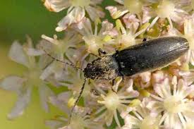 Attēlu rezultāti vaicājumam “Hemicrepidius sp.”