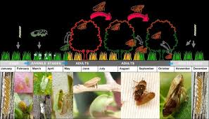 Attēlu rezultāti vaicājumam “Philaenus spumarius”