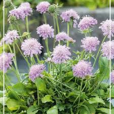 Attēlu rezultāti vaicājumam “Scabiosa ochroleuca”