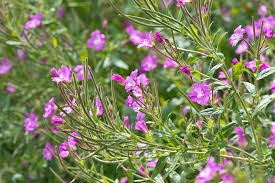 Attēlu rezultāti vaicājumam “Epilobium hirsutum”