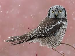 Image result for Surnia ulula