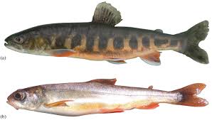 Image result for Salvelinus alpinus