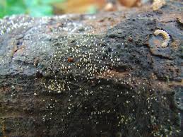 Attēlu rezultāti vaicājumam “Henningsomyces candidus”