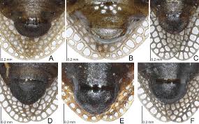 Attēlu rezultāti vaicājumam “Acalypta carinata”