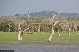 Image result for Яла заповедник