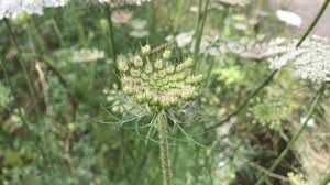 Attēlu rezultāti vaicājumam “Daucus carota subsp. carota”