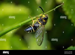 Attēlu rezultāti vaicājumam “Ancistrocerus sp. male”