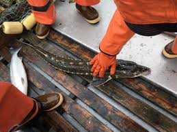 Image result for Acipenser medirostris