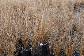 Attēlu rezultāti vaicājumam “Carex arenaria  leaf”