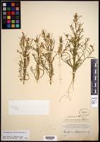 Attēlu rezultāti vaicājumam “Corispermum hyssopifolium fruit”