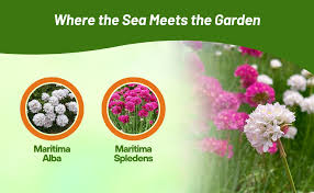 Attēlu rezultāti vaicājumam “Anthyllis maritima”