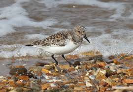 Attēlu rezultāti vaicājumam “Calidris alba adult”