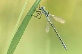Attēlu rezultāti vaicājumam “Lestes dryas”