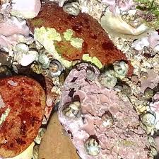 Attēlu rezultāti vaicājumam “Hildenbrandia rivularis”