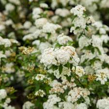 Attēlu rezultāti vaicājumam “Spiraea”