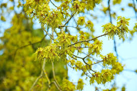 Attēlu rezultāti vaicājumam “Acer negundo male flower”
