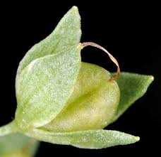 Attēlu rezultāti vaicājumam “Veronica anagallis-aquatica leaf”