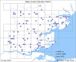 Attēlu rezultāti vaicājumam “Udea olivalis”