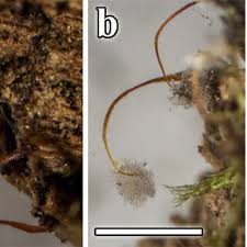 Attēlu rezultāti vaicājumam “Physarum penetrale macro”