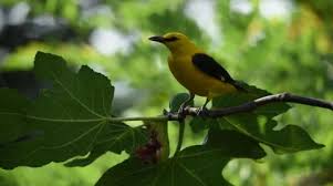 Attēlu rezultāti vaicājumam “Oriolus oriolus male”