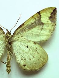 Attēlu rezultāti vaicājumam “Eulithis populata”