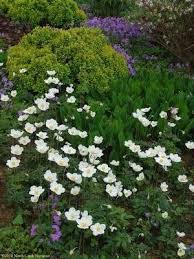 Attēlu rezultāti vaicājumam “Anemone sylvestris fruit”