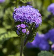 Image result for Leberbalsam