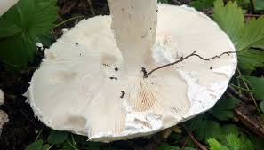 Attēlu rezultāti vaicājumam “Amanita strobiliformis”