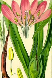 Attēlu rezultāti vaicājumam “Colchicum autumnale”