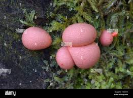 Attēlu rezultāti vaicājumam “Lycogala roseosporum”