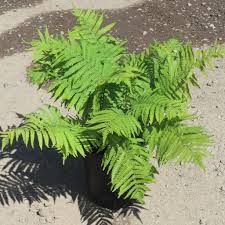 Attēlu rezultāti vaicājumam “Matteuccia struthiopteris”