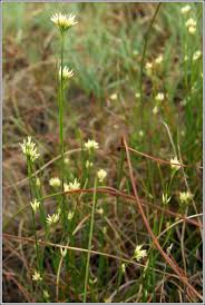 Attēlu rezultāti vaicājumam “Rhynchospora alba flower”