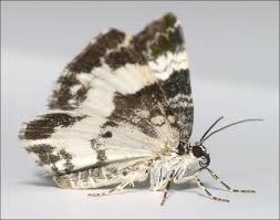 Attēlu rezultāti vaicājumam “Spargania luctuata”