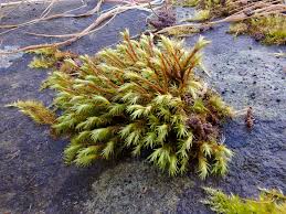 Attēlu rezultāti vaicājumam “Schistidium apocarpum macro”