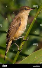 Image result for Acrocephalus arundinaceus