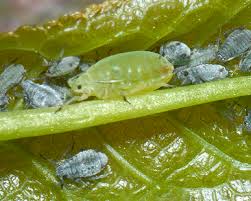 Attēlu rezultāti vaicājumam “Eriophyes padi”